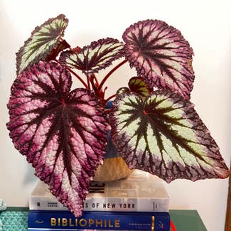Rex Begonia plant in Corvallis, Oregon