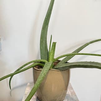 Aloe Vera plant in Corvallis, Oregon