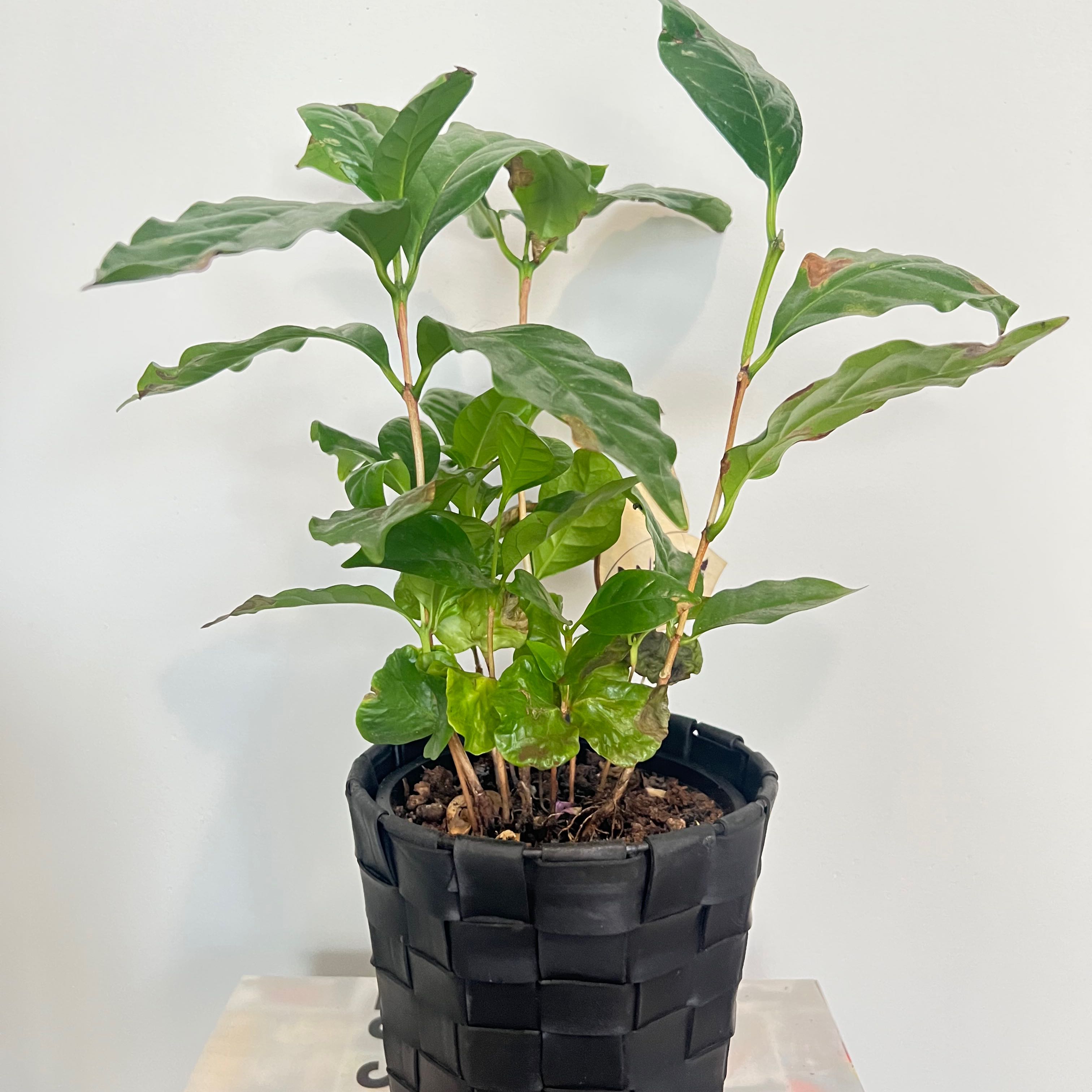 Photo of the plant species Arabian Coffee Plant by @Ailiah named Pax on Greg, the plant care app