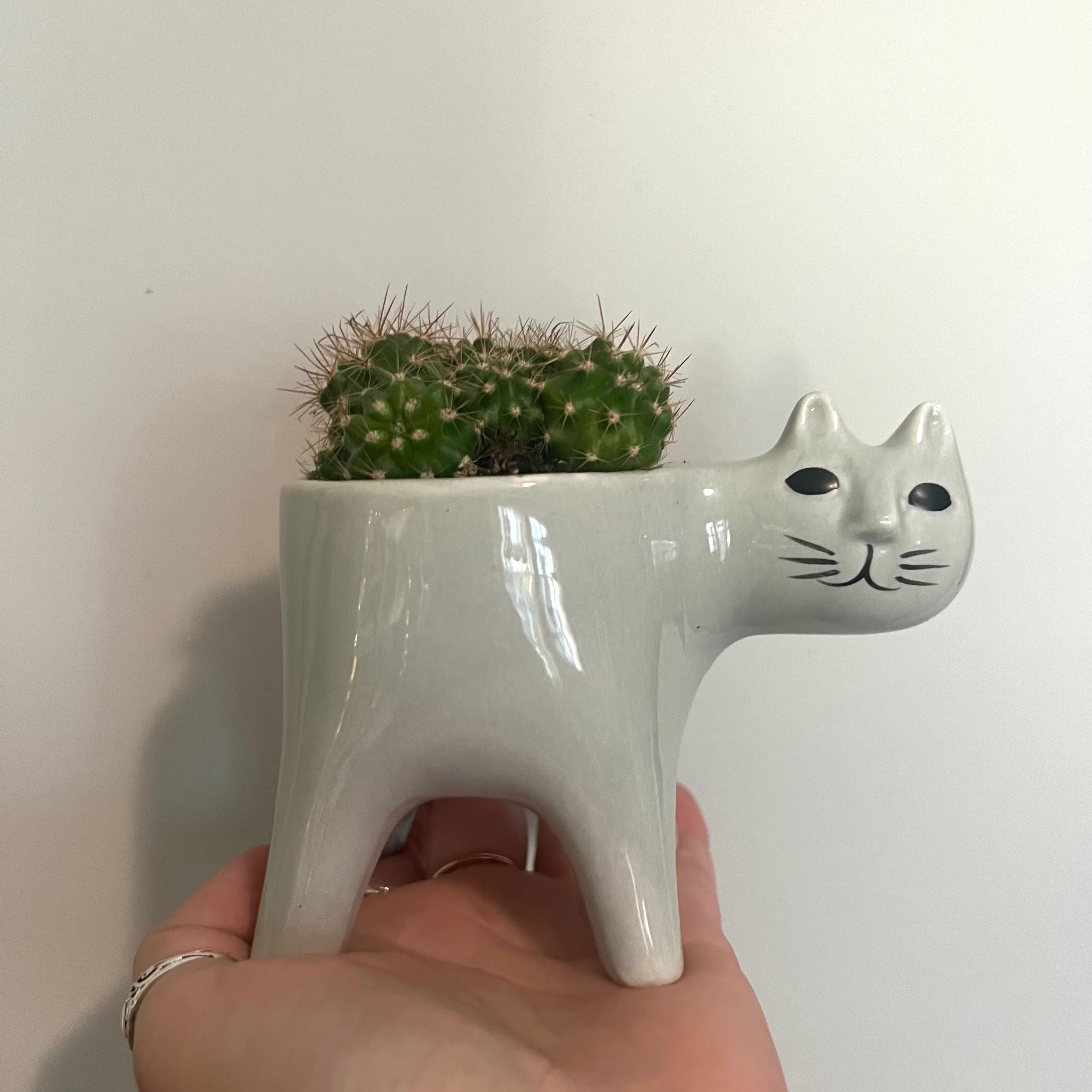 Scarlet Hedgehog Cactus in a cat-shaped pot, held by a hand.