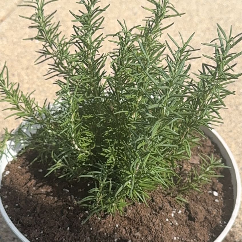 Photo of the plant species Upright Rosemary by @SpunkyPeony40 named Rose up on Greg, the plant care app