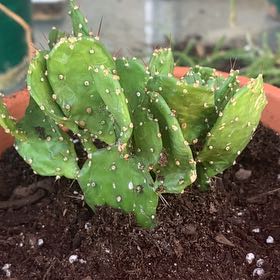 Photo of the plant species Argentine Opuntia by @StarIceplant80 named Captain Plant-it on Greg, the plant care app