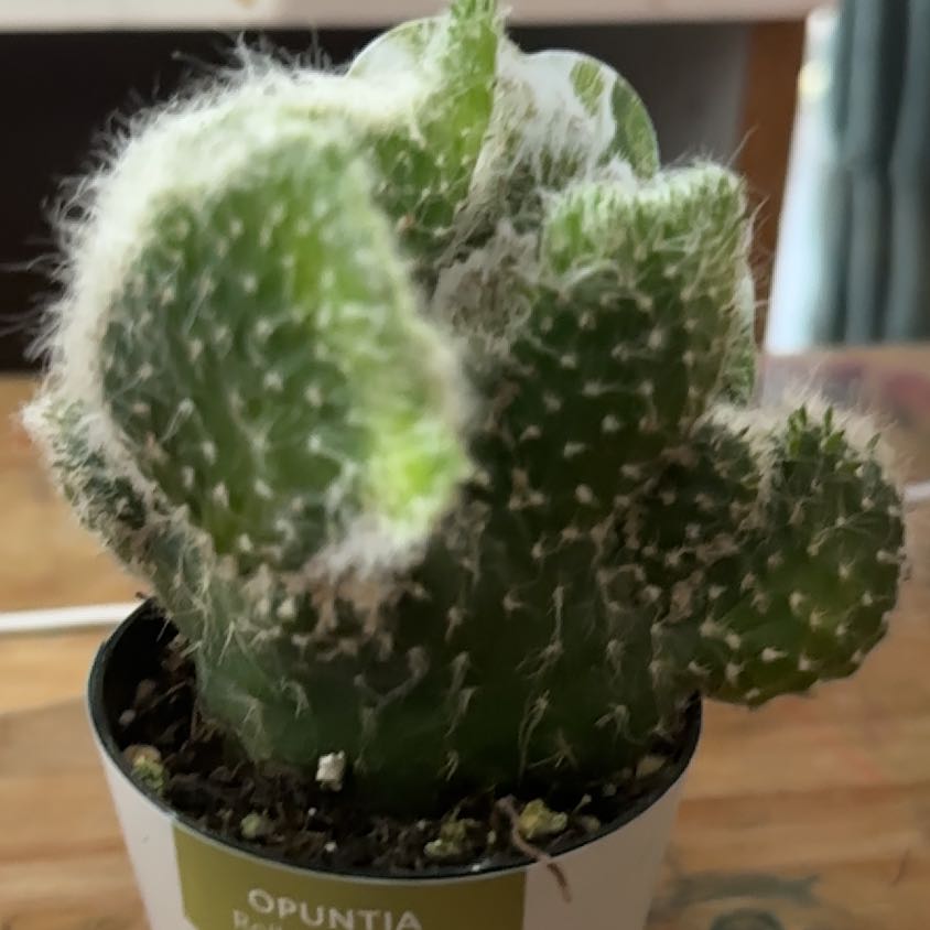 Photo of the plant species Roller Coaster Cactus by @JazzedBanana named Figyonce on Greg, the plant care app