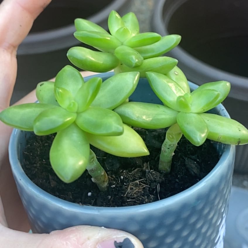 Photo of the plant species Sedum adolphi 'Guacamole' by @SisterlyRye36 named Mango on Greg, the plant care app