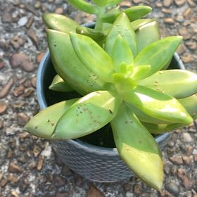 Photo of the plant species Coppertone Stonecrop by @SisterlyRye36 named Lyle Mays on Greg, the plant care app