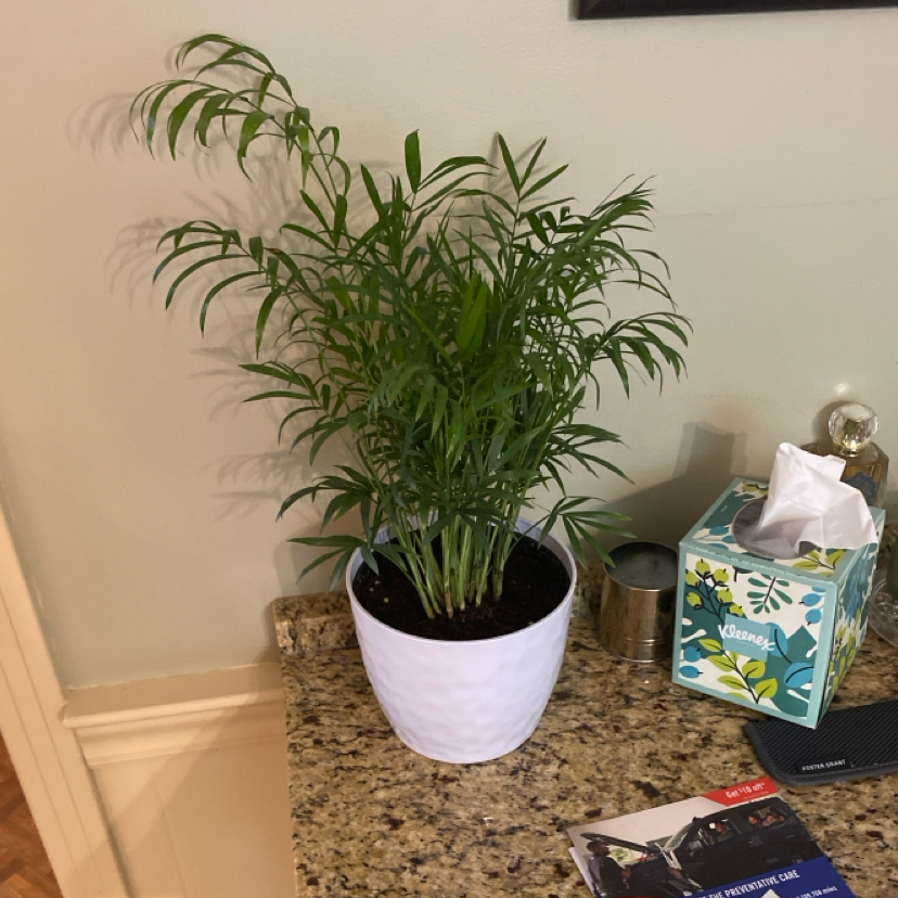 Photo of the plant species Chamaedorea by @SisterlyRye36 named Cookie Butter on Greg, the plant care app