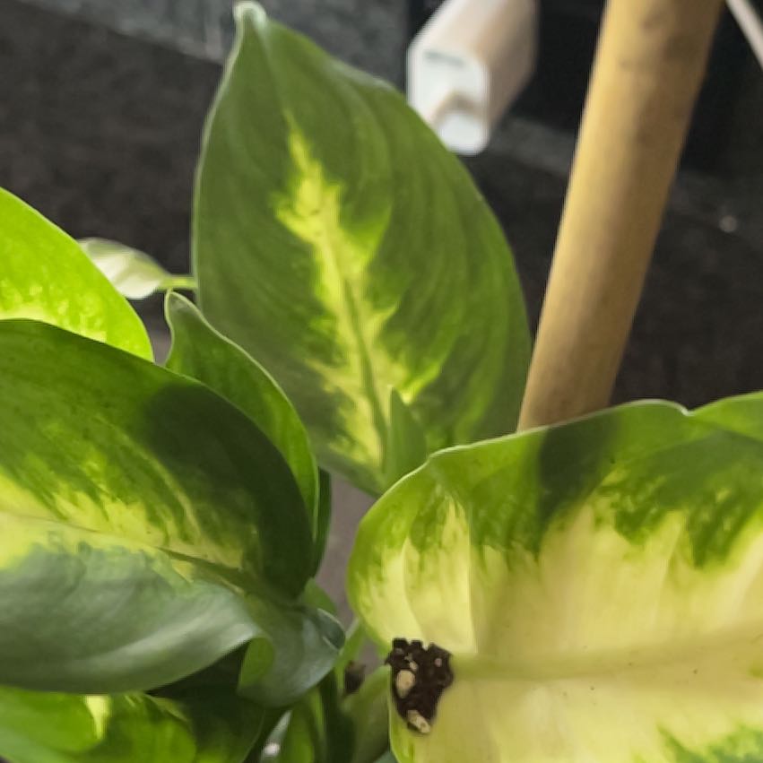 Photo of the plant species Bog Arum by @AmazingPuriri43 named Harmony on Greg, the plant care app