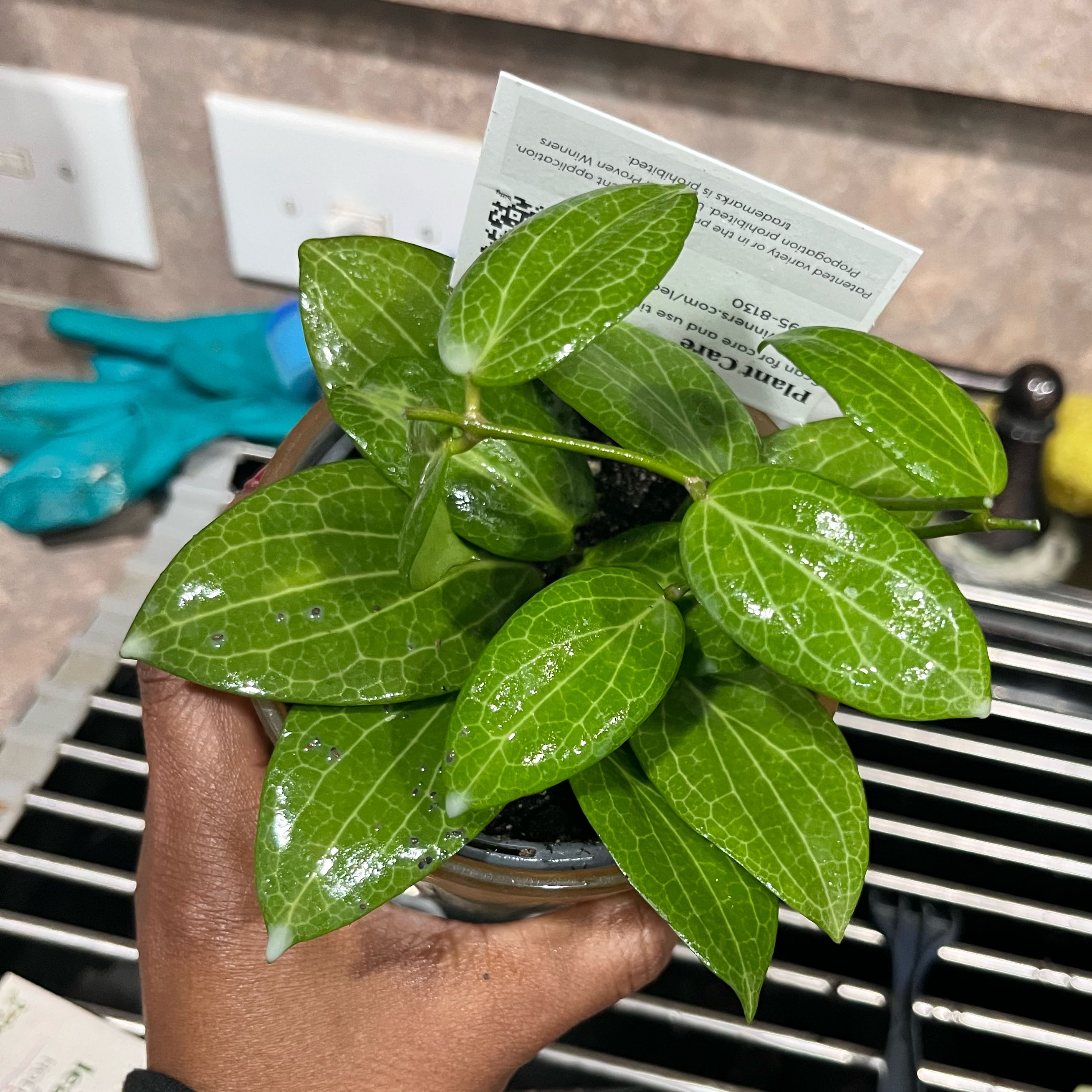 Photo of the plant species Marcgravia by @SpunkyRedlog98 named Mollie on Greg, the plant care app