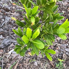Photo of the plant species Black Mangrove by @UpfrontIvy85 named Emerson on Greg, the plant care app