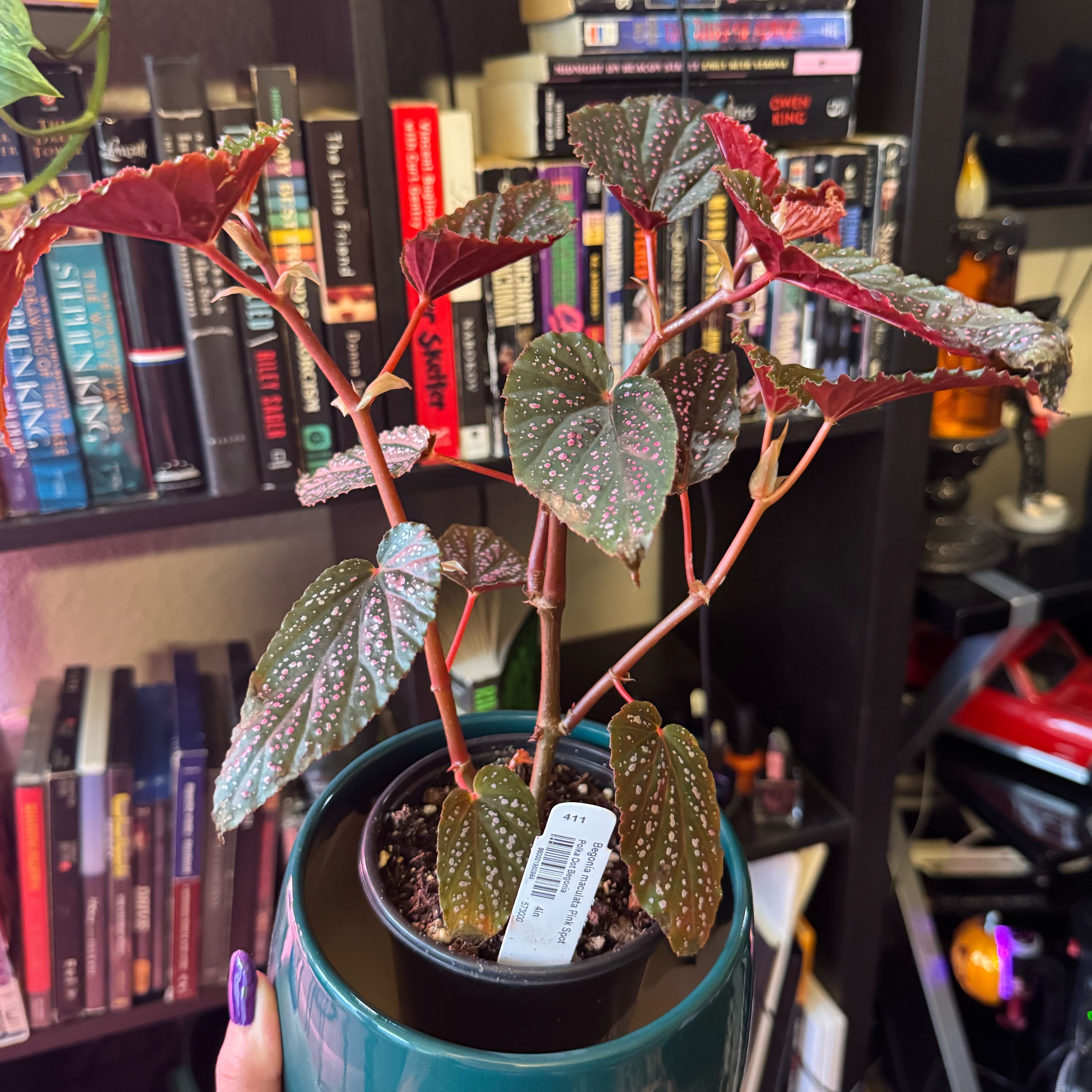 Photo of the plant species Begonia maculata 'Pink Spot' by @TrySandrose86 named Terra on Greg, the plant care app