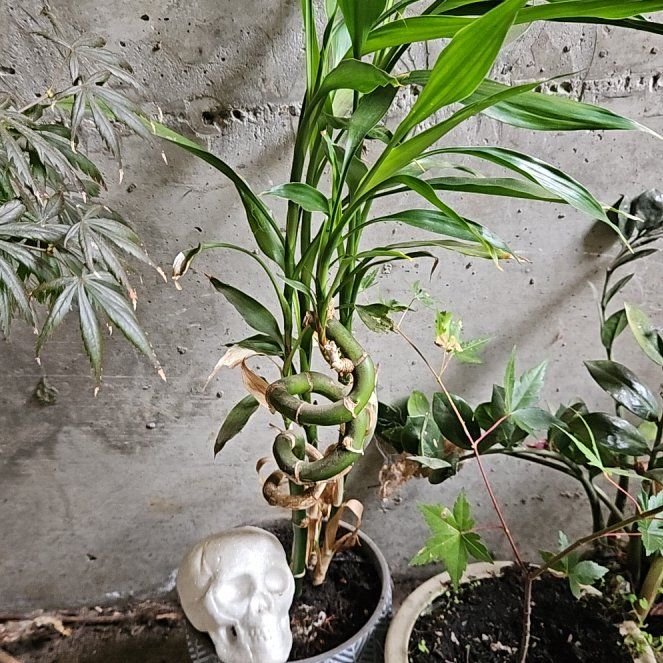 Photo of the plant species Job's Tears by @WizardBlueash36 named Homer on Greg, the plant care app