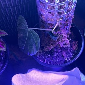 Photo of the plant species Philodendron 'Glorius' by @SinewyChamise40 named Osmo on Greg, the plant care app