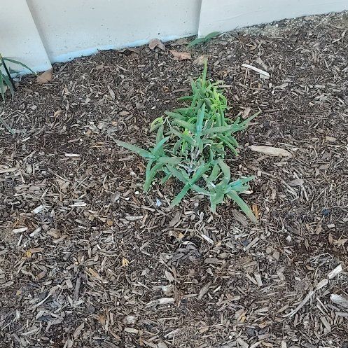 Photo of the plant species African Sumac by @AnewNapaea82 named Fernie Mac on Greg, the plant care app