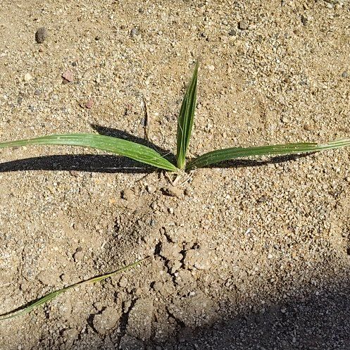 Photo of the plant species Johnsongrass by @AnewNapaea82 named Athena on Greg, the plant care app