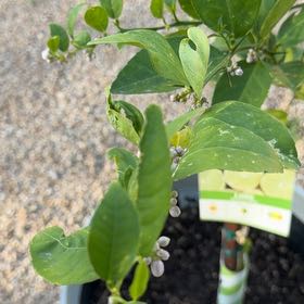 Photo of the plant species Mexican Key Lime Tree by @YernDatepalm92 named Beyonce on Greg, the plant care app