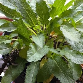 Photo of the plant species Meadow Sage by @ExoticVaseplant named Harry on Greg, the plant care app