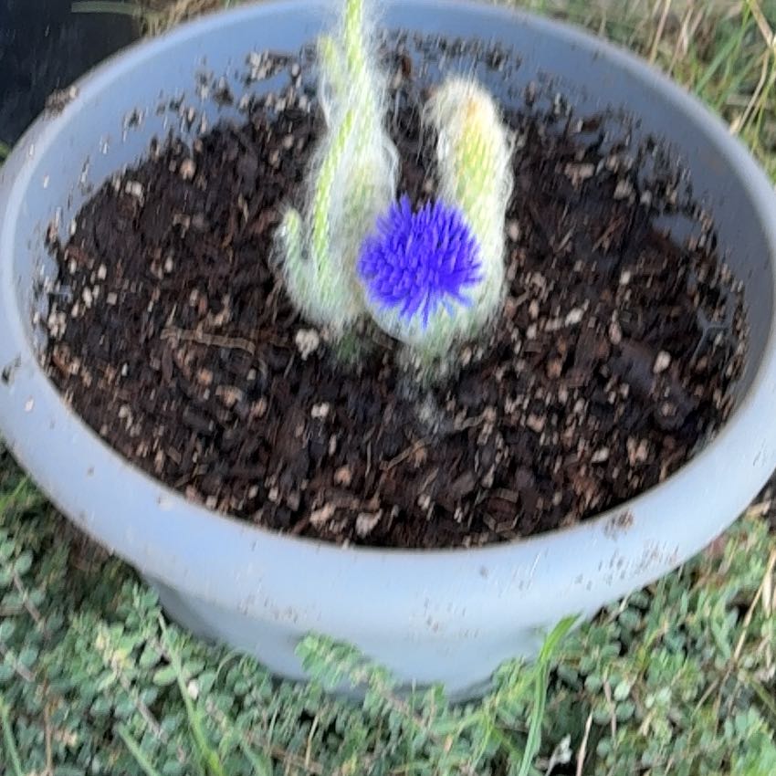 Photo of the plant species Spike Speedwell by @FineLentil91 named Marley on Greg, the plant care app