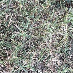 Photo of the plant species Wiregrass by @FineLentil91 named Kylie on Greg, the plant care app