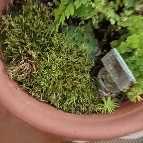 Photo of the plant species Large White-Moss by @HotTawa53 named Foxxy on Greg, the plant care app