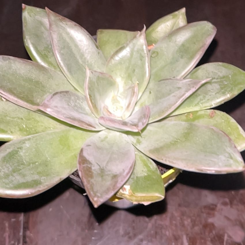 Photo of the plant species Echeveria 'Silver Queen' by @PoetTimeout98 named Osmo on Greg, the plant care app