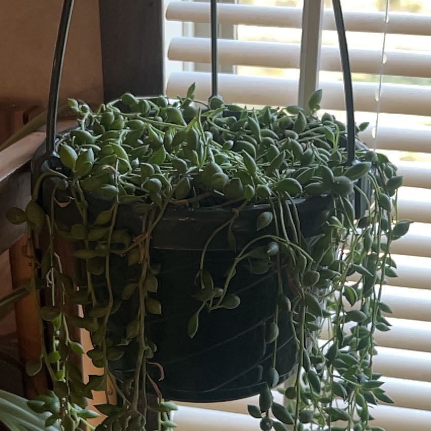 Photo of the plant species String of Teardrops by @HeroElkweed15 named Beyonce on Greg, the plant care app