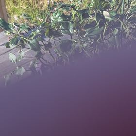 Photo of the plant species Calamintha by @HeroElkweed15 named Zion on Greg, the plant care app