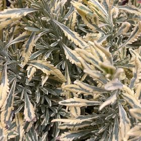 Photo of the plant species Lavender Mint Julep by @SunnyAnacua70 named Lavender mint julep on Greg, the plant care app