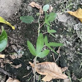 Photo of the plant species Wild Passionfruit by @SunnyAnacua70 named Xena on Greg, the plant care app