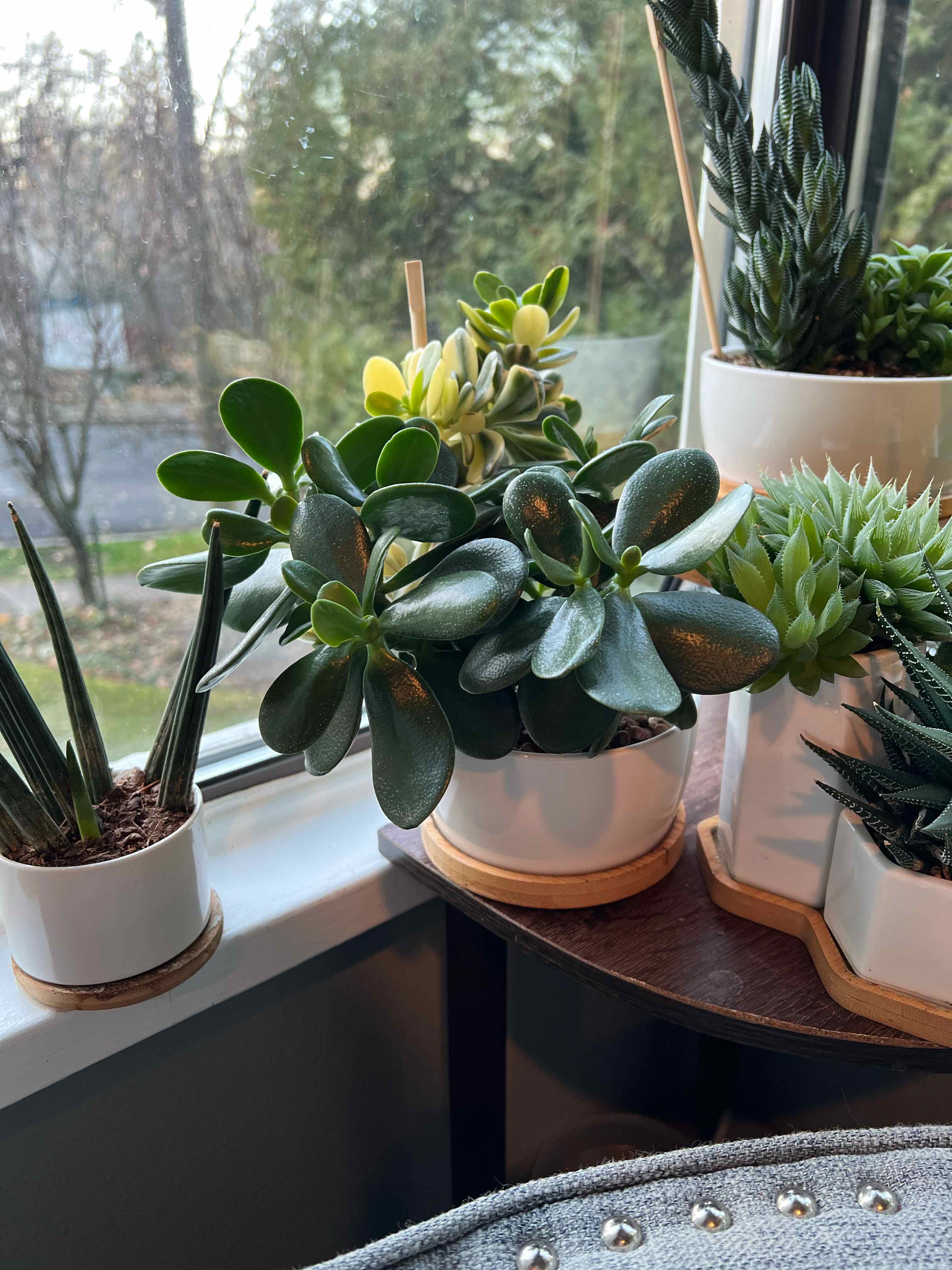Potted Copper Spoons plant on a windowsill with other succulents, well-lit and healthy.