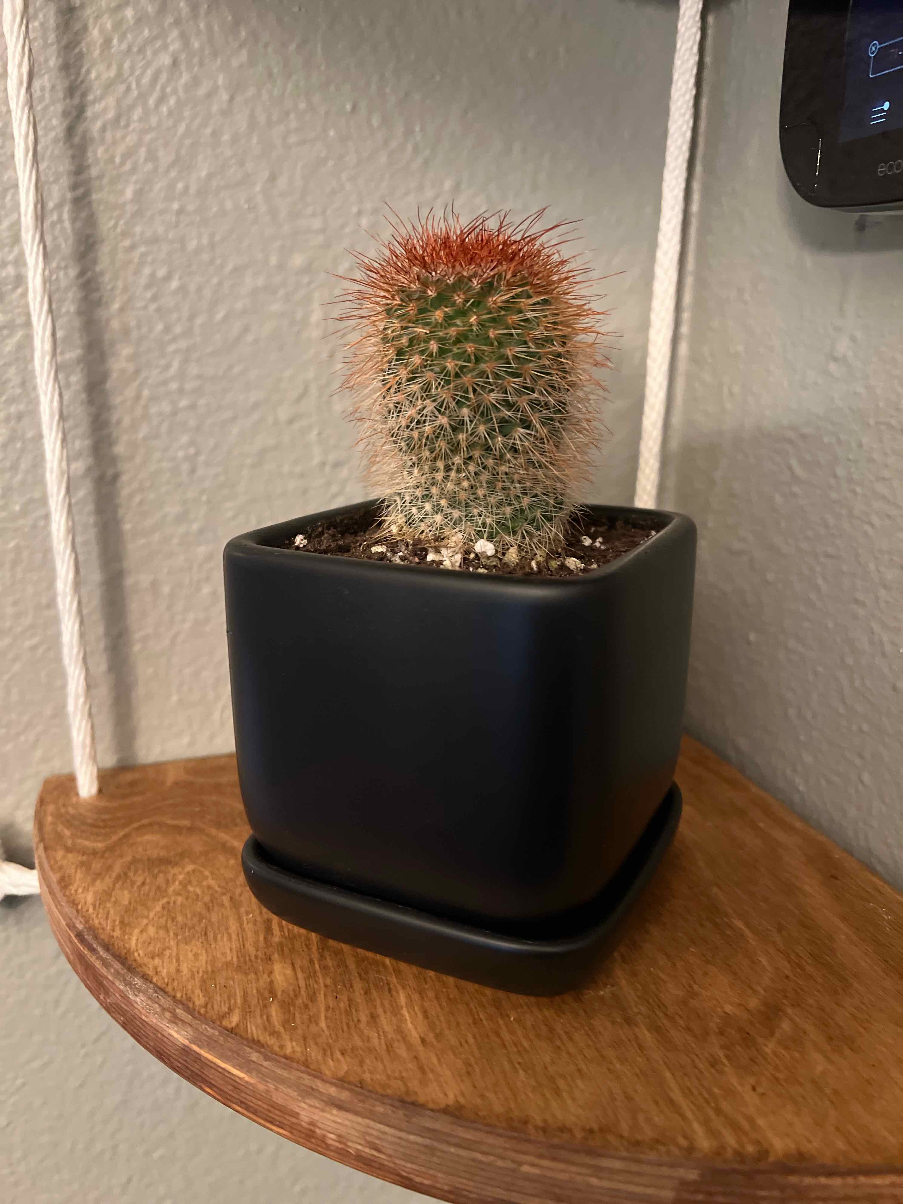 Healthy Simpson Hedgehog Cactus plant with dense reddish-brown spines in a black square pot on a wooden surface.