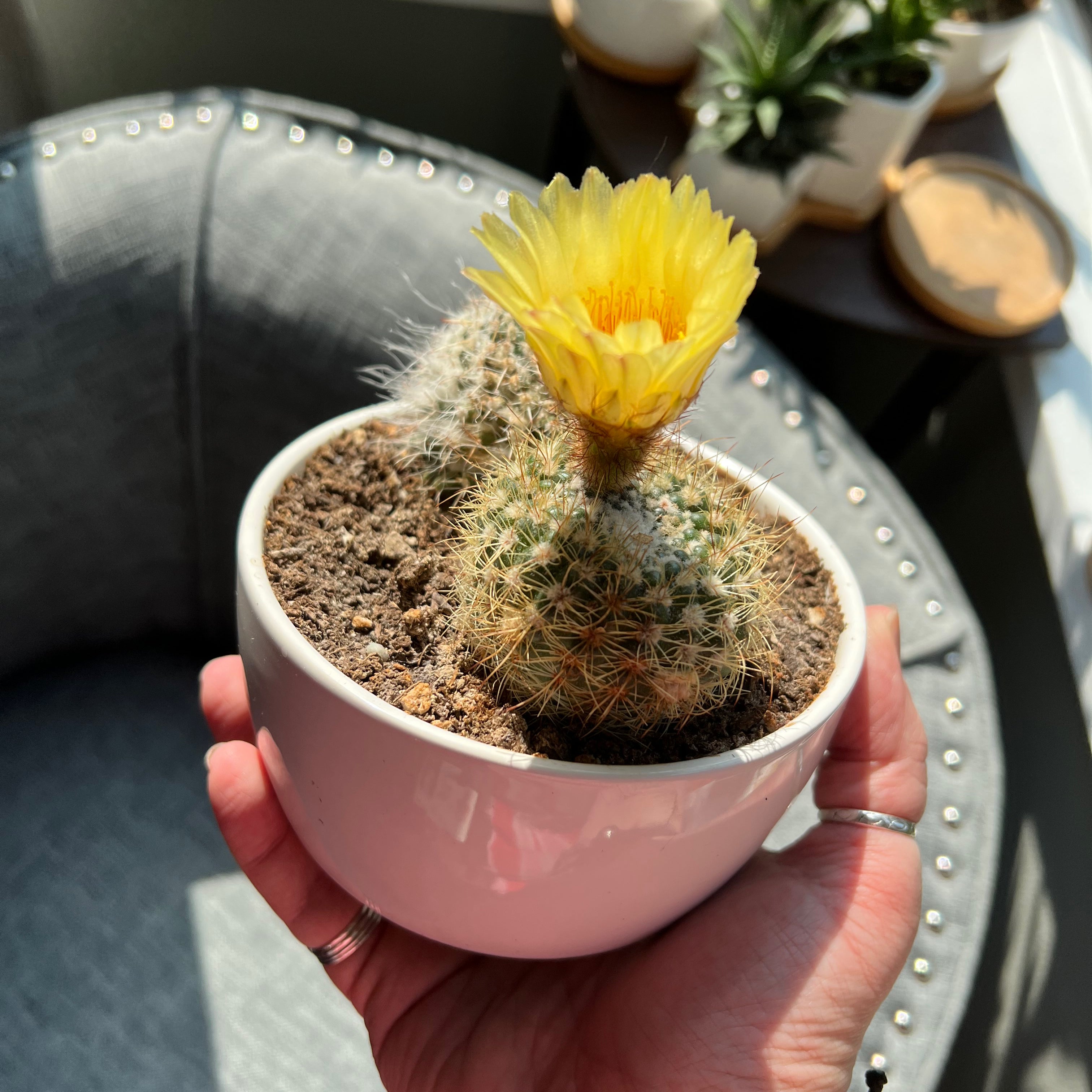Little Nipple Cactus in a pot with a yellow flower, held by a hand.