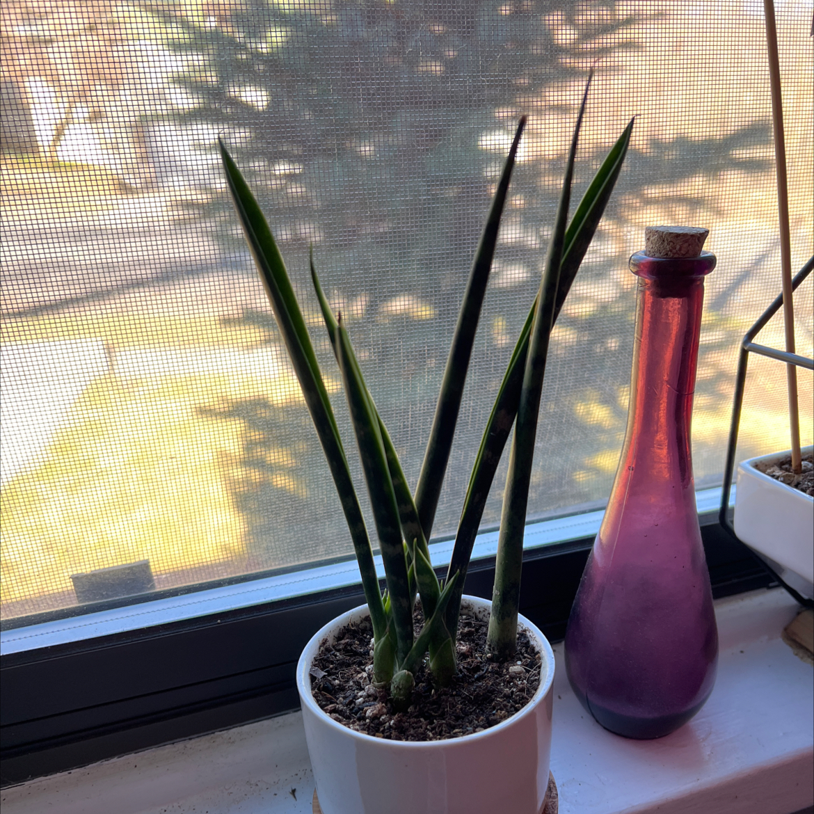 Dracaena 'Mikado' plant in a white pot on a windowsill with a mesh screen background.