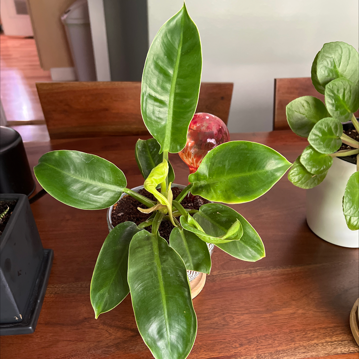 Philodendron 'Moonlight' plant with vibrant green leaves in a pot on a wooden table.