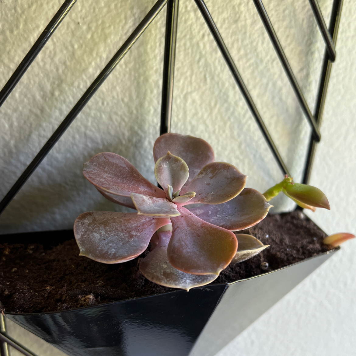 Echeveria 'Perle von Nurnberg' succulent in a geometric wall planter with some leaf discoloration.
