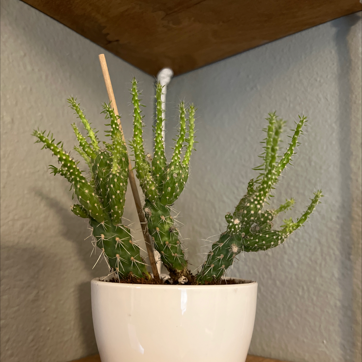 Cane Cholla plant in a white pot with green stems, well-framed and centered.