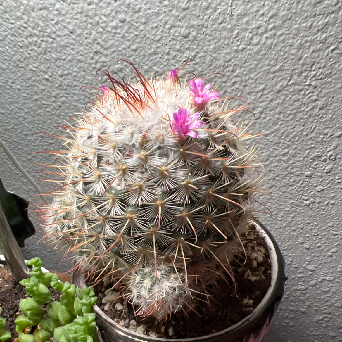 Mammillaria Haageana cactus with flowers, well-framed and in focus.