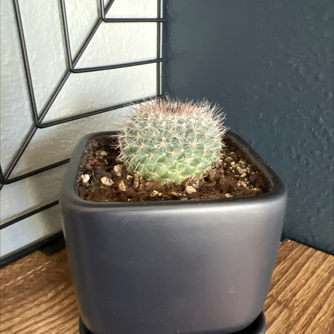 Healthy Simpson Hedgehog Cactus with dense white spines in a grey ceramic pot against white blinds.