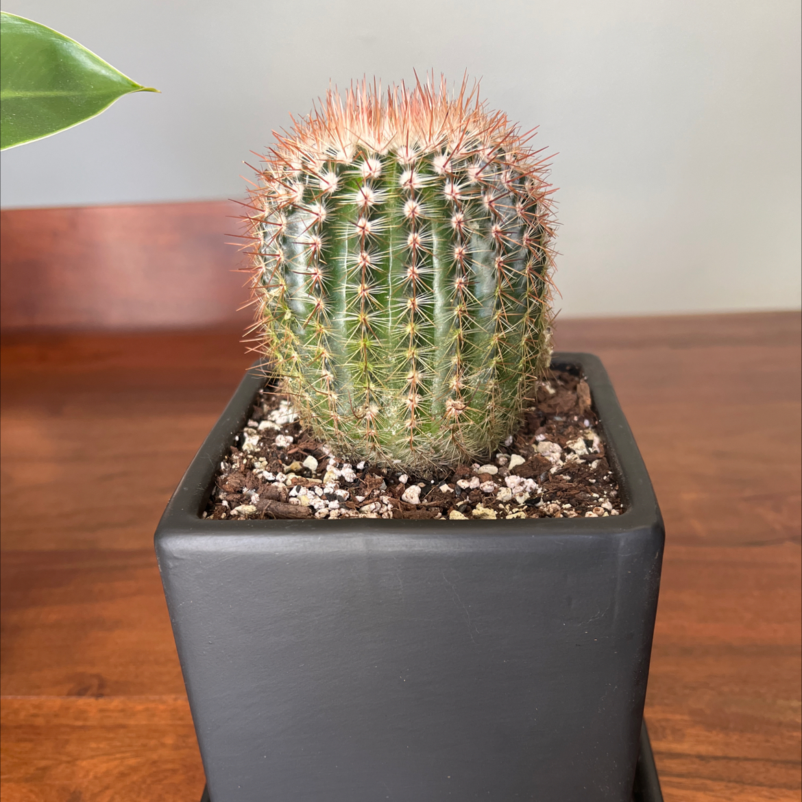 Comb Hedgehog Cactus in a black square pot with visible soil.