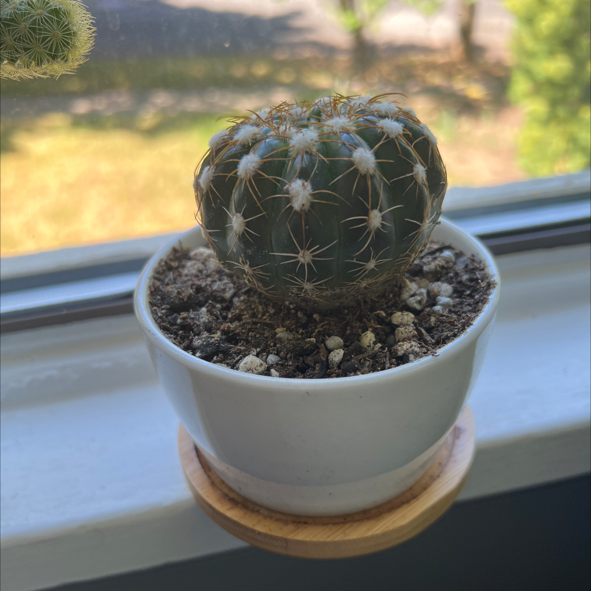Photo of the plant species Miniature Barrel Cactus by @KeGriffi named Delilah on Greg, the plant care app