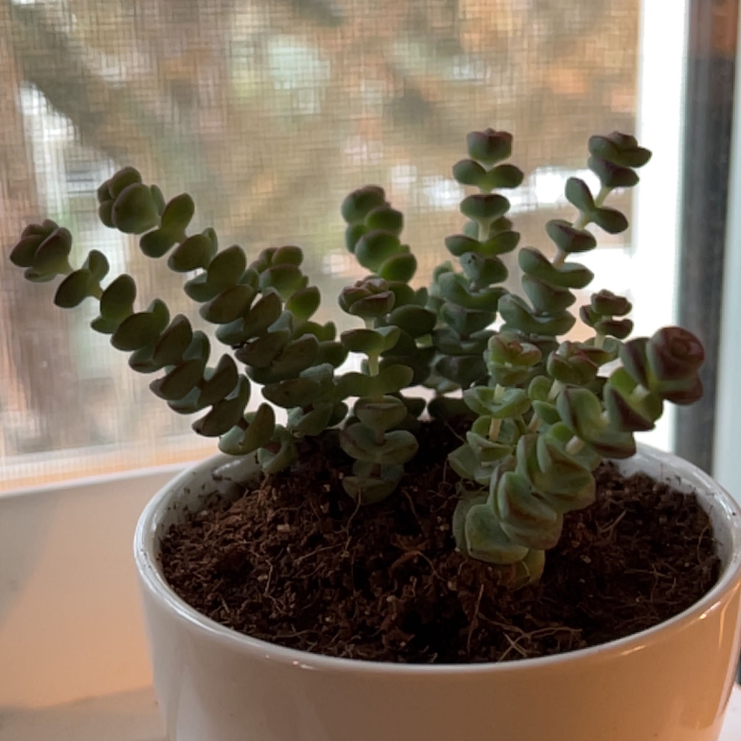 Crassula rupestris plant in a white pot with visible soil, well-framed and in focus.
