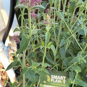 Photo of the plant species Anise-Hyssop by @HolyAnise13 named Mando on Greg, the plant care app