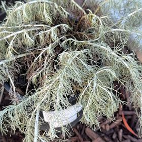 Photo of the plant species California Sagebrush by @HolyAnise13 named Nemo on Greg, the plant care app