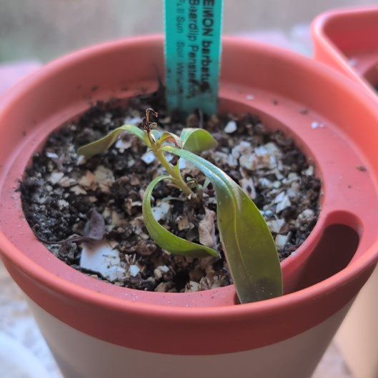 Photo of the plant species Beardlip Beardtongue by @TryPlanera2 named Clooney on Greg, the plant care app