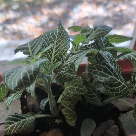 Photo of the plant species Superba Fittonia by @TryPlanera2 named Peter Parker on Greg, the plant care app