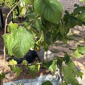 Photo of the plant species Black Mulberry by @PrimoTule35 named Darwin on Greg, the plant care app