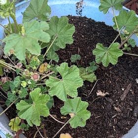 Photo of the plant species Cheeseweed Mallow by @PrimoTule35 named Harmony on Greg, the plant care app