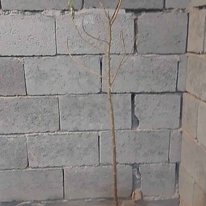 Photo of the plant species Oriental False Hawksbeard by @GemRedpine83 named Keanu Leaves on Greg, the plant care app