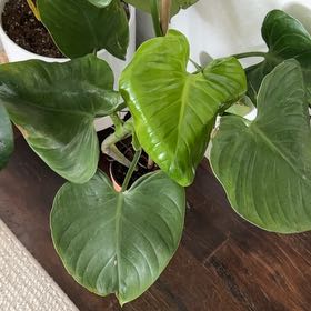 Photo of the plant species Philodendron nangaritense by @RadPotato44 named Adobo on Greg, the plant care app