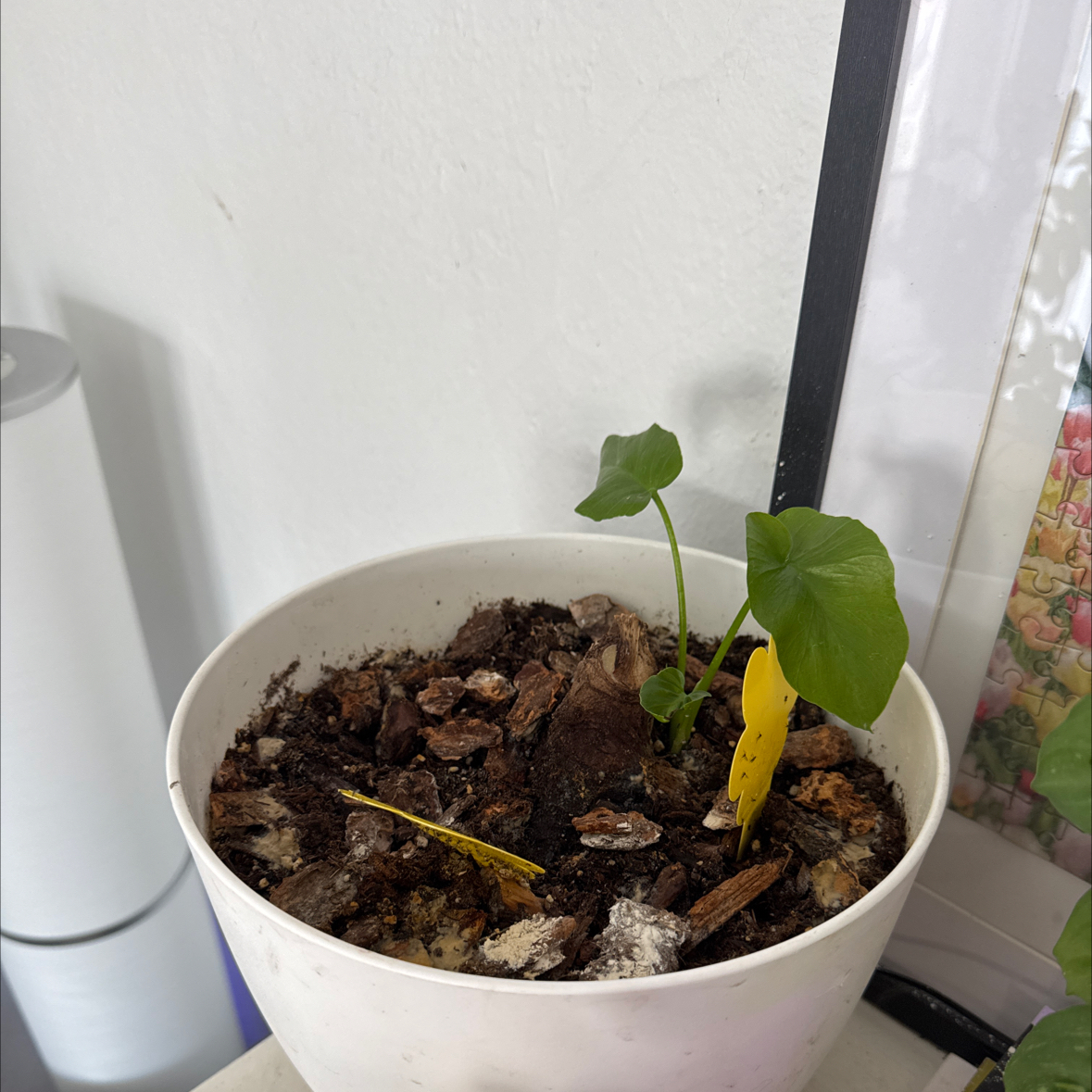 Photo of the plant species Philodendron Radiatum by @RadPotato44 named Simone on Greg, the plant care app