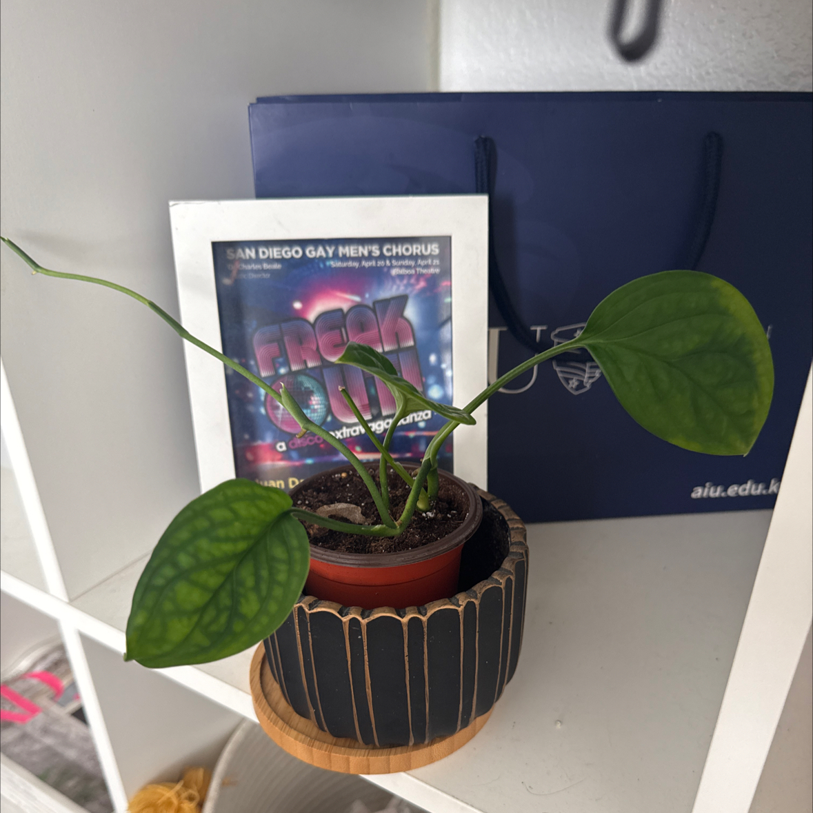 Photo of the plant species Bleeding Heart Vine by @RadPotato44 named Cora on Greg, the plant care app